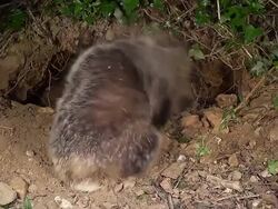 MS SLO MO European Badger, meles meles adult Shaking at den entrance / Calvados, Normandy, France Stock Footage