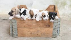 Jack russel terrier puppy in basket Stock Footage