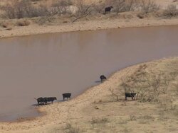 WS AERIAL ZO View of cattle at ponds / Texas, United States Stock Footage