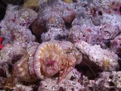 "Beautifully coloured crustacean, rose, pink, yellows and orange, crawls tentatively across a patch of coral" Stock Footage