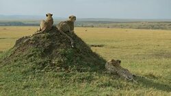 Cheetahs in the Masai Mara, Kenya Stock Footage