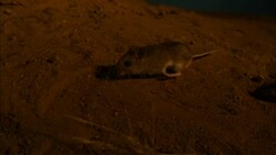 A mouse scampers along a sandy desert floor. Stock Footage
