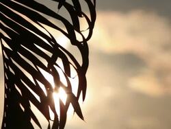 Leaf silhouette Stock Footage
