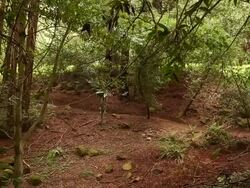 A young women walking in the woods alone with tall redwood trees around her. Stock Footage