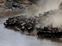 incredible fighting for survival - Great Wildebeest Migration in Kenya Stock Footage
