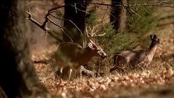 A large racked buck and a doe deer stand in a forest. Stock Footage