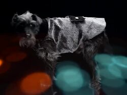 Pet Fashion Show Stock Footage