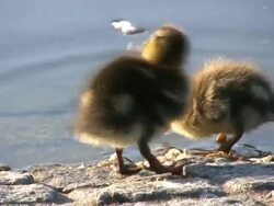 Duckling cleaning its feathers (HD, NTSC, PAL) Stock Footage