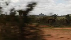 Driving Shot, African Savannah Plains, Nairobi News Clip