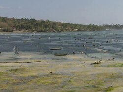 WS Seaweed farming in sea / Nusa Lembongan, Klungkung, Indonesia Stock Footage