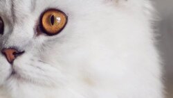 White Cat Stock Footage