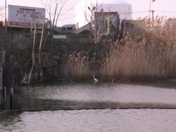 Old piers and pilings border a grassy, derelict riverbank in New York City. Stock Footage