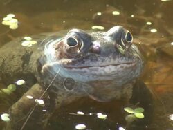 Common frog (Rana temporaria) looking to camera, UK Stock Footage