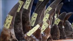 CLEAN : Malaysia seizes big shipment of rhino horns at airport News Clip