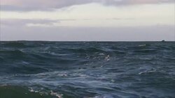 A shark leaps from the surface of the ocean. Stock Footage
