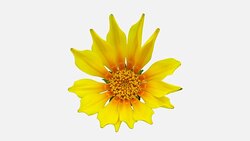 Sun Flower - Gazania blooming in a time lapse video on a white background. Alpha channel included. Stock Footage