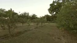Aerial view of fruit orchard with herb and vegetable garden Stock Footage