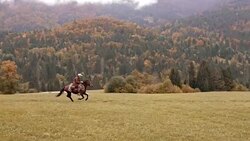 AERIAL Man galloping on his horse across countryside Stock Footage