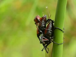 Bamboo Beetle Stock Footage