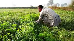 Farmer cutting grass for use as animal fodder Stock Footage