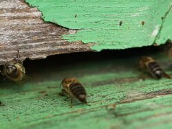 Honey Bees at the entrance Stock Footage