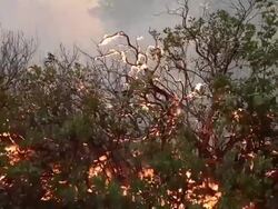 Rim Fire Burns Near Yosemite National Park Stock Footage