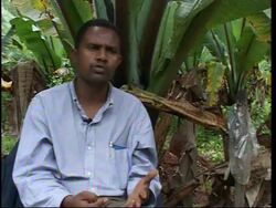 False banana plants produce no fruit but can be a good source of food News Clip