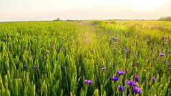 LS DS Cornflowers In The Wheat Stock Footage