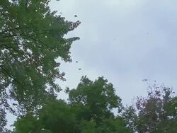 MS, LA, Tree tops against sky Stock Footage