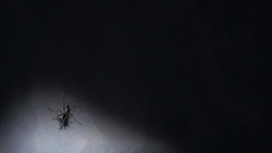 Mosquito In Shadow Stock Footage