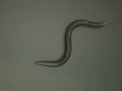 Caenorhabditis elegans (C.elegans) moving across surface of agar plate Stock Footage