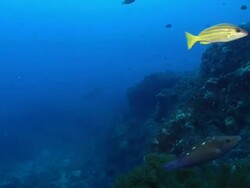MS POV Shot of Various fish swimming or drifting along rocks covering with coral and sponge / Matola, Maputo, Mozambique Stock Footage