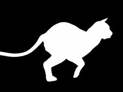 Fast Running Cat (Loopable) Stock Footage