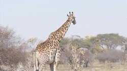 Giraffe and zebra in Hwange National Park News Clip