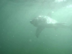 Medium hand-held pan-left pan-right - A great white shark circles and chomps bait. / South Africa Stock Footage