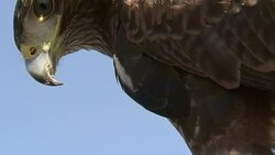 A raptor perches with its eye wide open. Stock Footage
