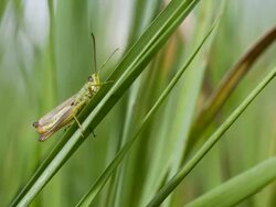 Grasshopper on the grass. Grass is reeling on the wind. Stock Footage