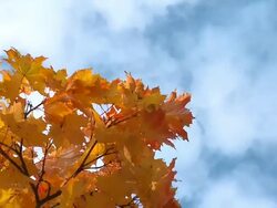 HD: Autumn time Stock Footage