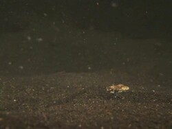 Stargazer, Predation, of worm, Indonesia  Stock Footage