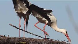 Storks Stock Footage