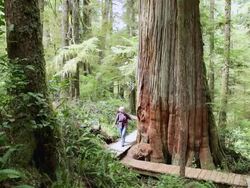 MS TU Shot of Trees in temperate rain forest / Tofino, British Columbia, Canada Stock Footage