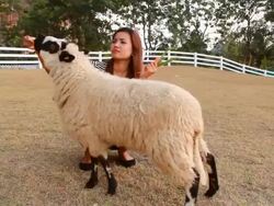 Feeding the sheep Stock Footage