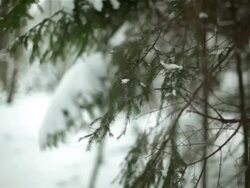 Close-up of frozen branch with panoramic background Stock Footage