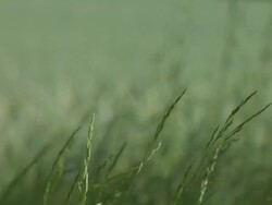 Grass Straw Blowing Stock Footage