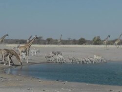 Giraffe and Zebra Stock Footage