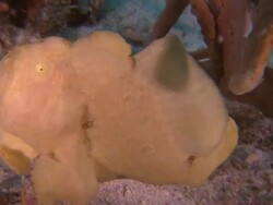 Frog Fish with fins adapted as 'hands', Southern Visayas, Philippines Stock Footage