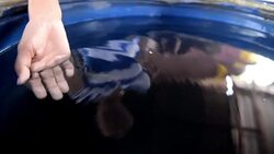 VOICED : Peces contra el zika News Clip