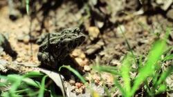 Animal Frog Leaping Out In The Field Stock Footage