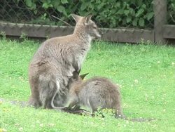 Wallaby Stock Footage