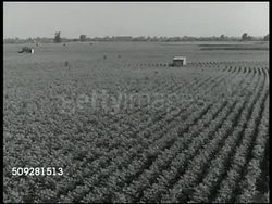 Plowing Under cotton Instructional Video